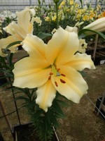 [4519 PO107 Zirconia No02.JPG]